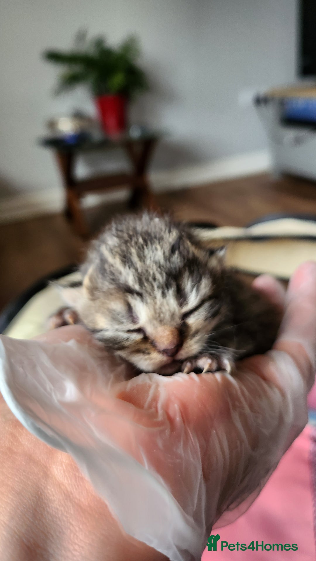 Persian cats for sale: 2 little ones looking for loving homes - Image 2