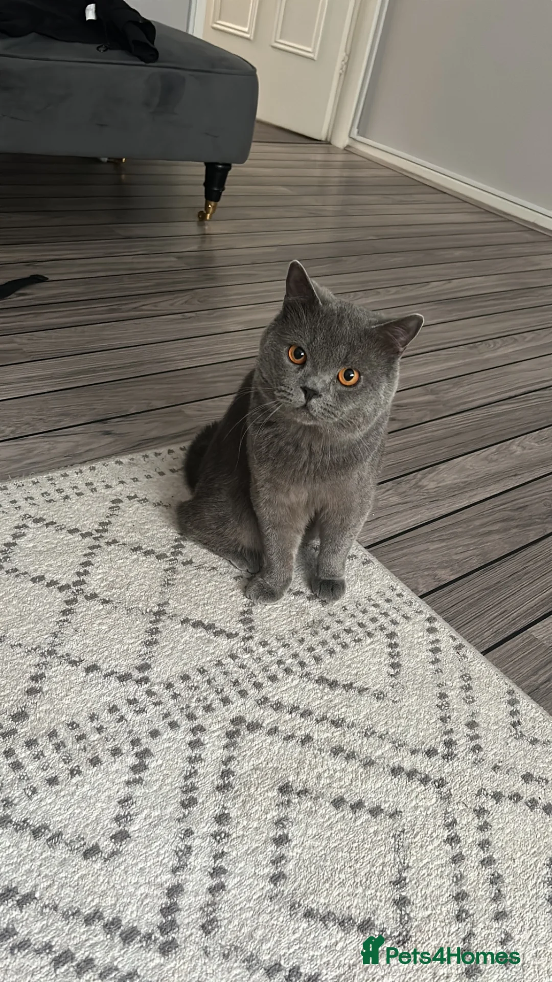 British Shorthair cats for sale: BSH X PERSAIN  - Advert 2