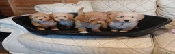 Cavapoo dogs for sale: Cavapoo F1b puppies  - Advert 21