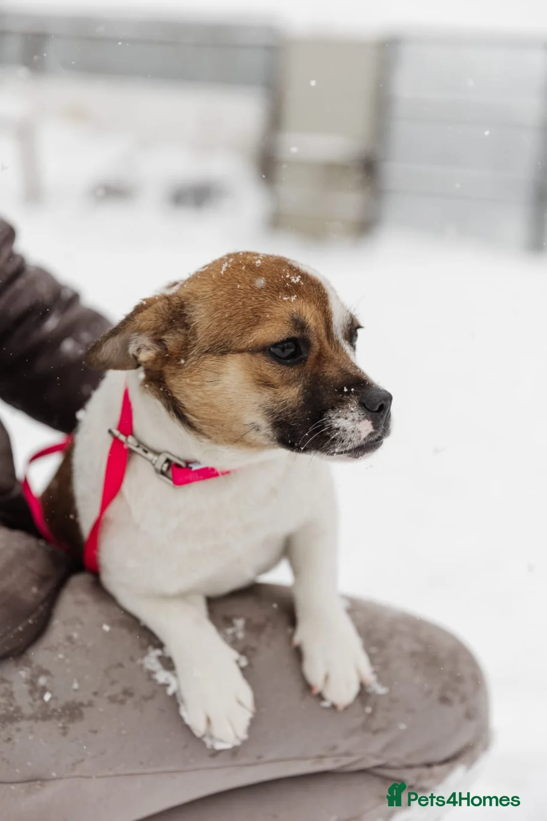 Mixed Breed dogs for adoption: 💖🐶 DEMI-MOON 🐶💖 - Advert 8