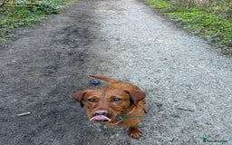 Labrador Retriever dogs for sale: Beautiful fox red Labrador  - Image 5