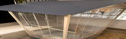 Canaries birds for sale: 3 beautiful canaries  in Margate - Advert 4