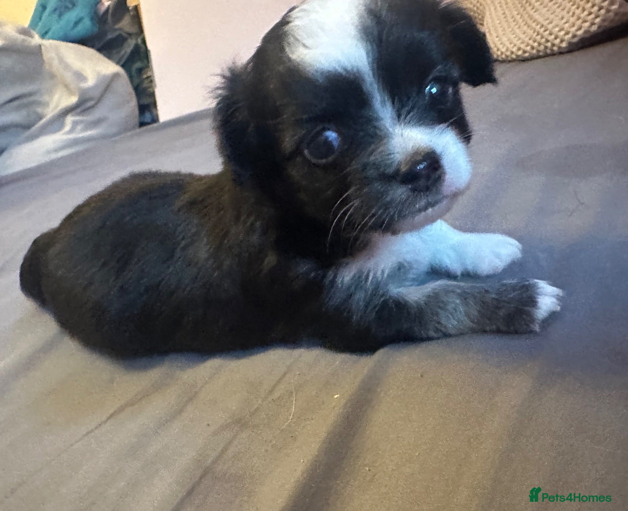 Chihuahua dogs Chihuahua puppies 3 boys & 1 girl, ready mid sept - Advert 3