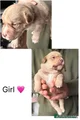 Mixed Breed Puppy 3
