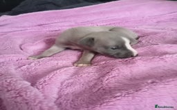 Whippet dogs for sale: Beautiful whippets  - Image 15