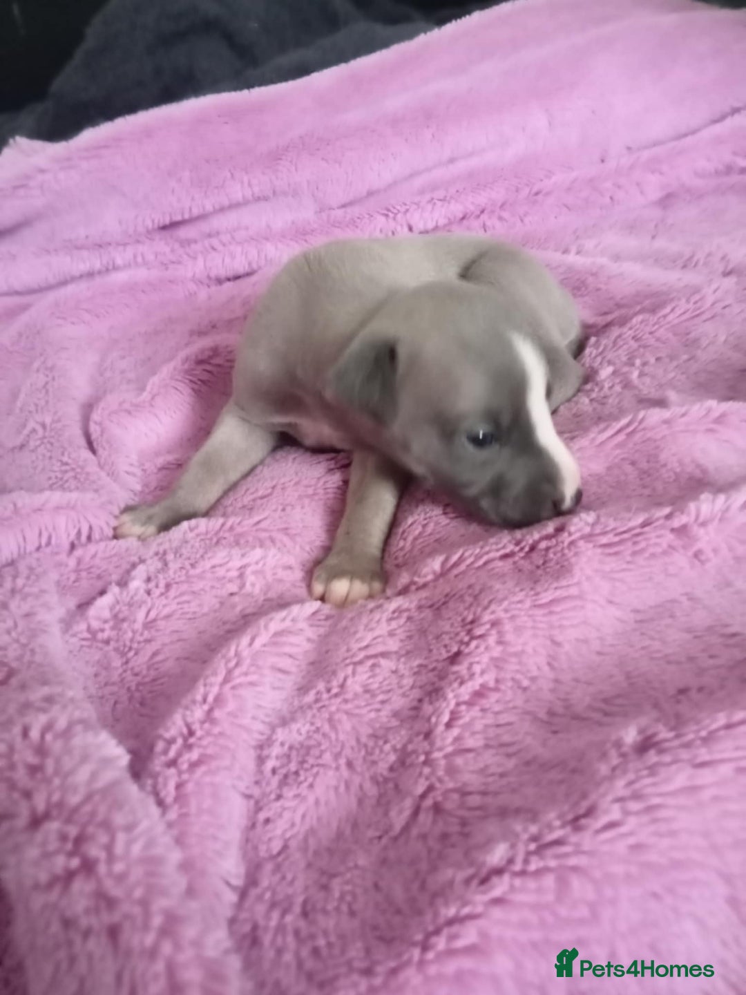 Whippet dogs for sale: Beautiful whippets  - Image 15