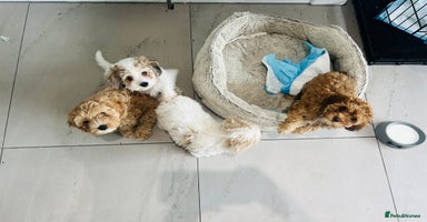Cavapoochon dogs - Advert 4