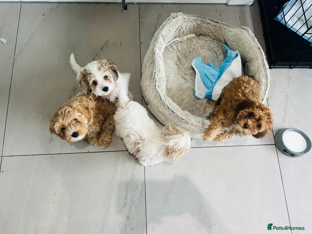 Cavapoochon dogs for sale: 2 Cavapoochons girls for sale. Wilmslow. Cheshire. - Image 12