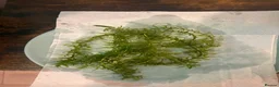 Live Bearers fish for sale: Aquatic plants for sale for aquarium/ pond   - Advert 6