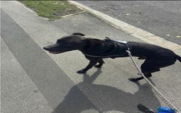 Mixed Breed dogs for sale: Greyhound cross - Image 4