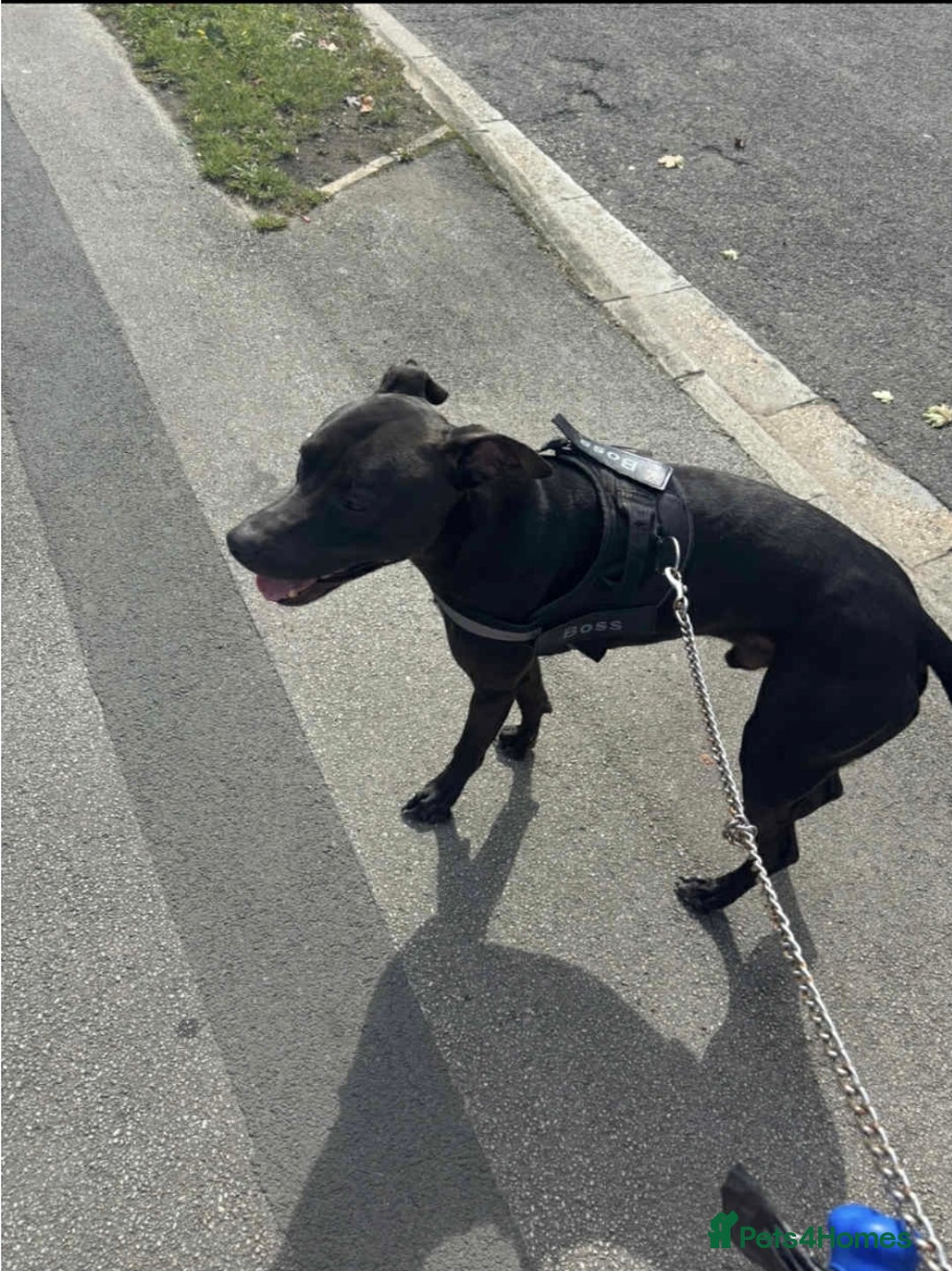 Mixed Breed dogs for sale: Greyhound cross - Image 4