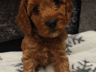Cockapoo dogs Beautiful cockapoos pup ( 1 lovely pup left ❤️) - Advert 1