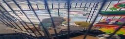 Budgerigars birds for sale: 1 male and 1 female budgie and cage for sale in Wigan - Advert 2
