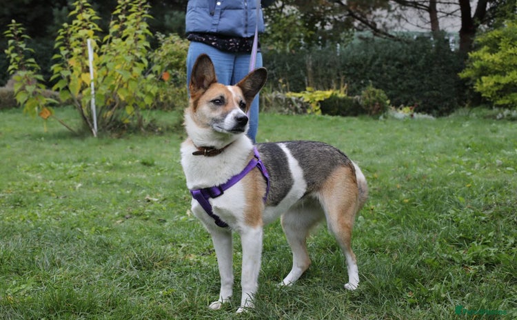 Mixed Breed dogs  ❤️🐶Lanie 4-year-old girl with golden heart❤️🐶 - Advert 1