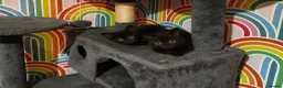 Mixed Breed cats for sale: 5 kittens, Bristol. - Advert 5