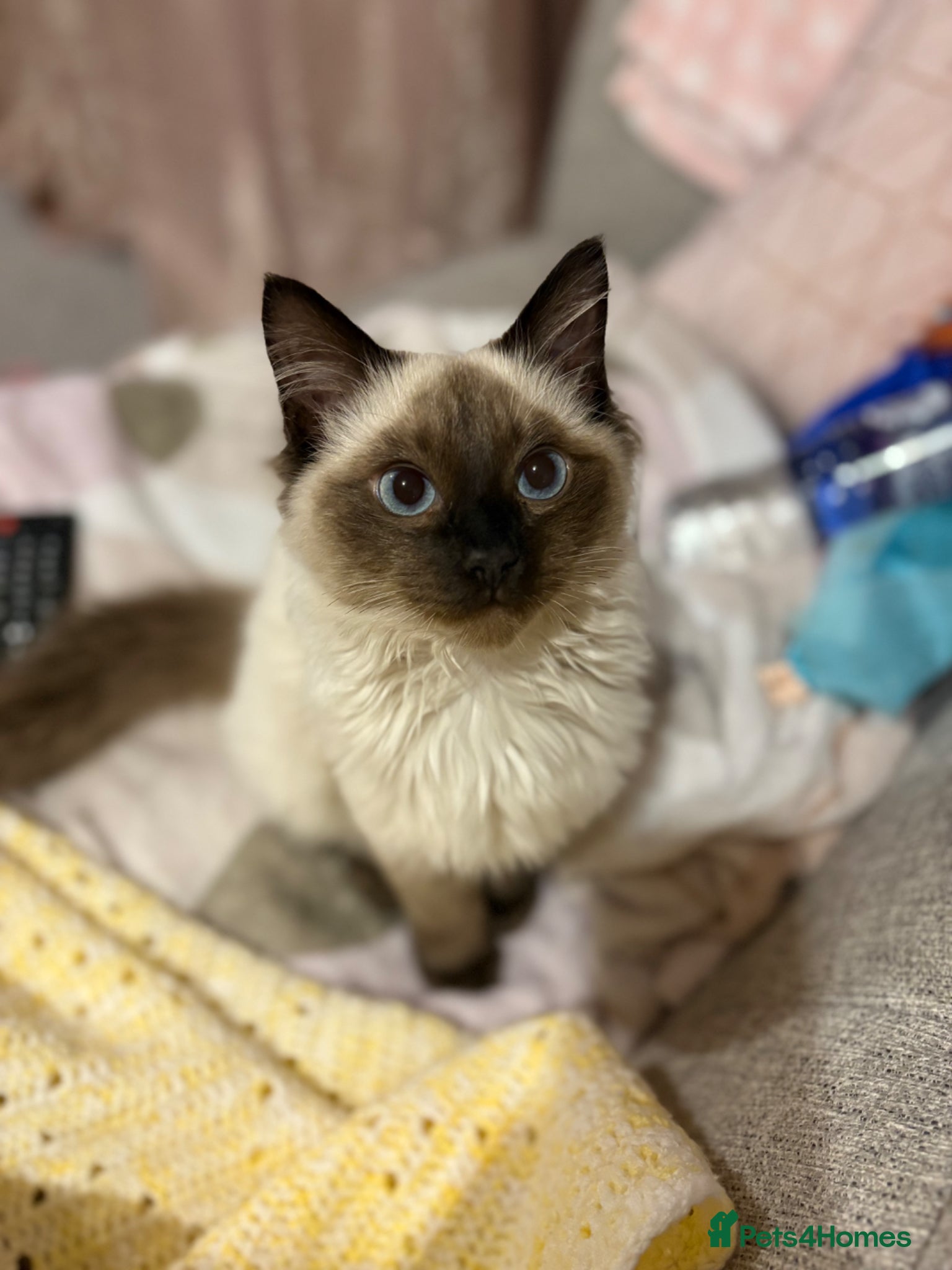 Ragdoll cats Ragdoll  - Advert 2