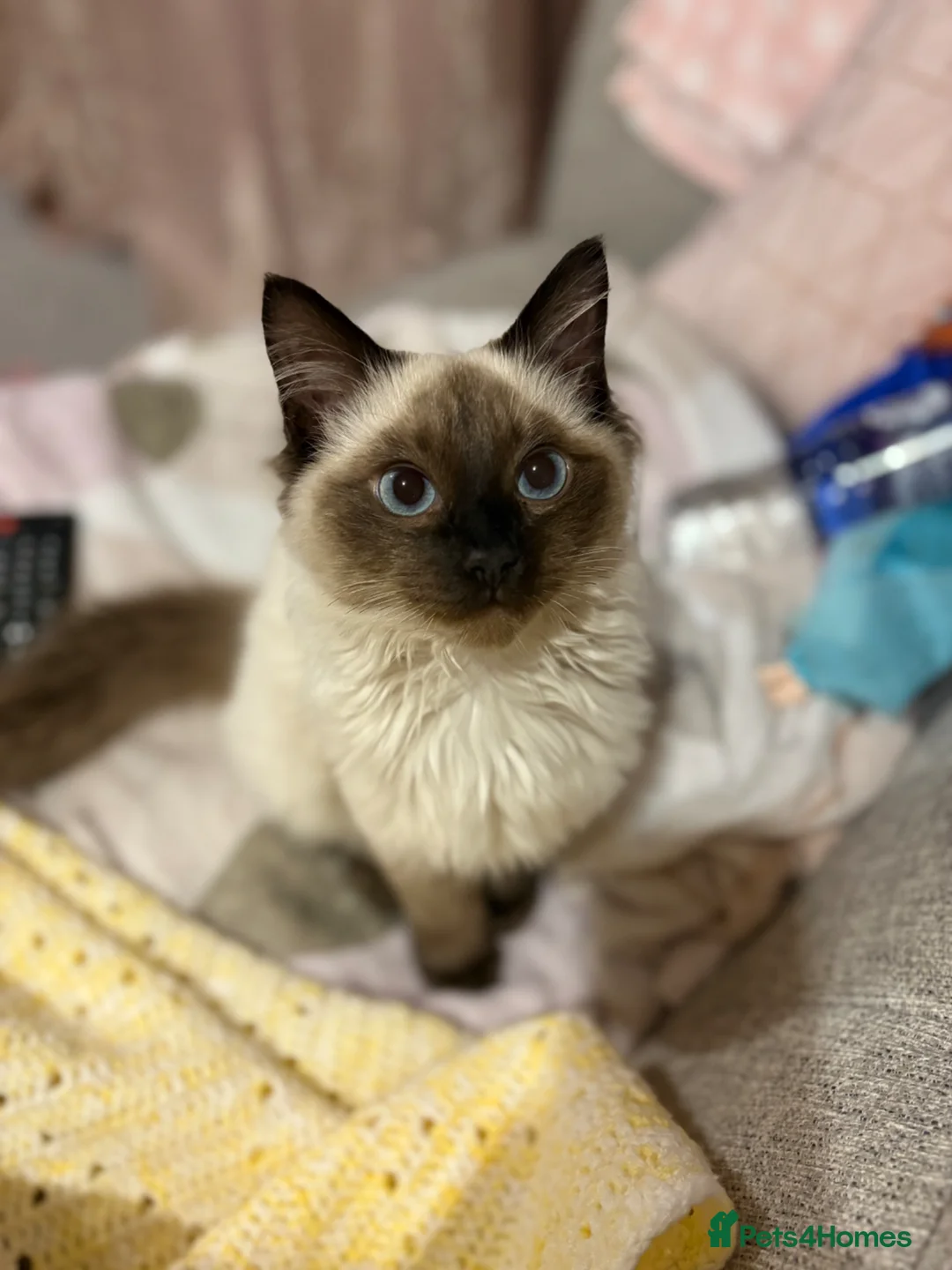 Ragdoll cats for sale: Ragdoll  - Advert 1