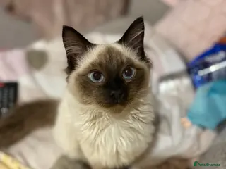 Ragdoll cats Ragdoll - Advert 7