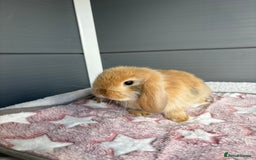 Mini Lop rabbits for sale: Friendly pure bred mini lops  - Image 3