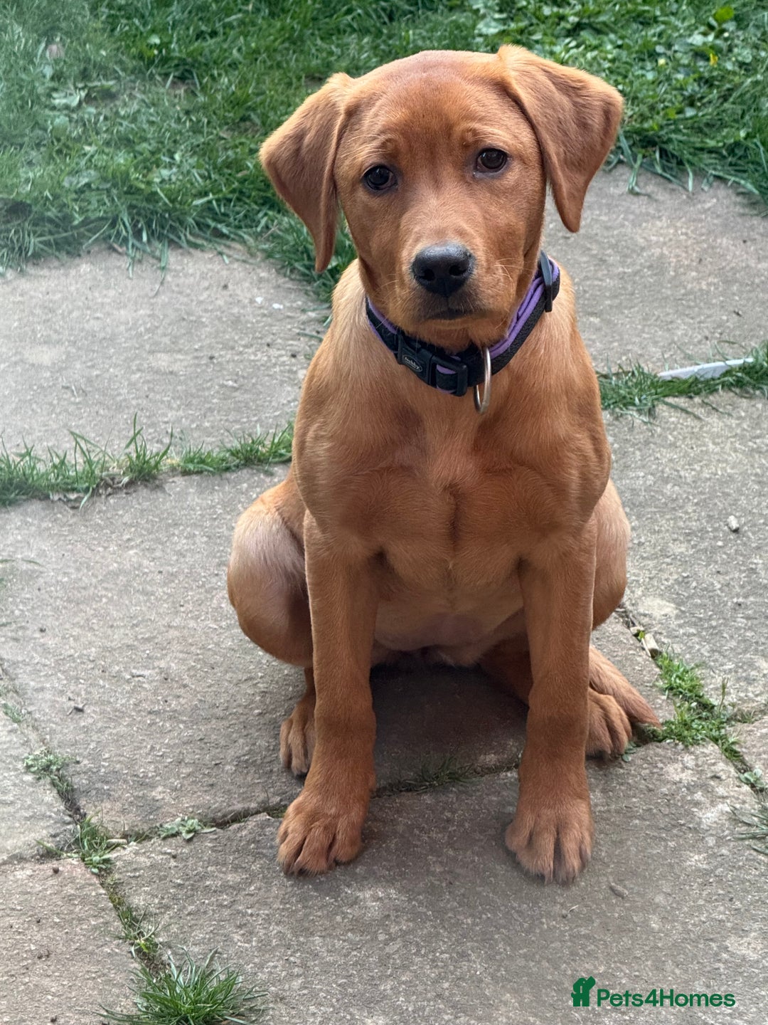Labrador Retriever dogs for sale: Beautiful Labrador  - Image 6