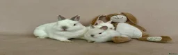 Netherland Dwarf rabbits for sale: Netherland Dwarf White Babies - Advert 9
