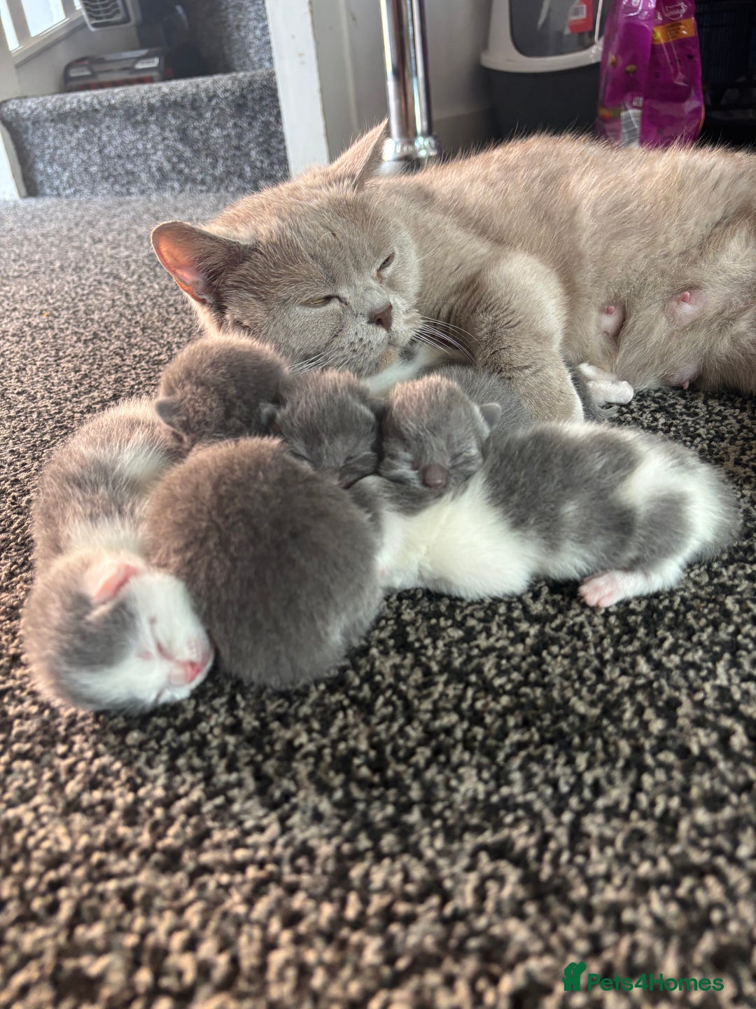 British Shorthair cats for sale: British shorthair kittens  - Image 29