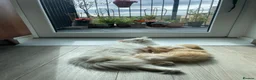 Persian cats for sale: Two beautiful Persian kittens  - Advert 5