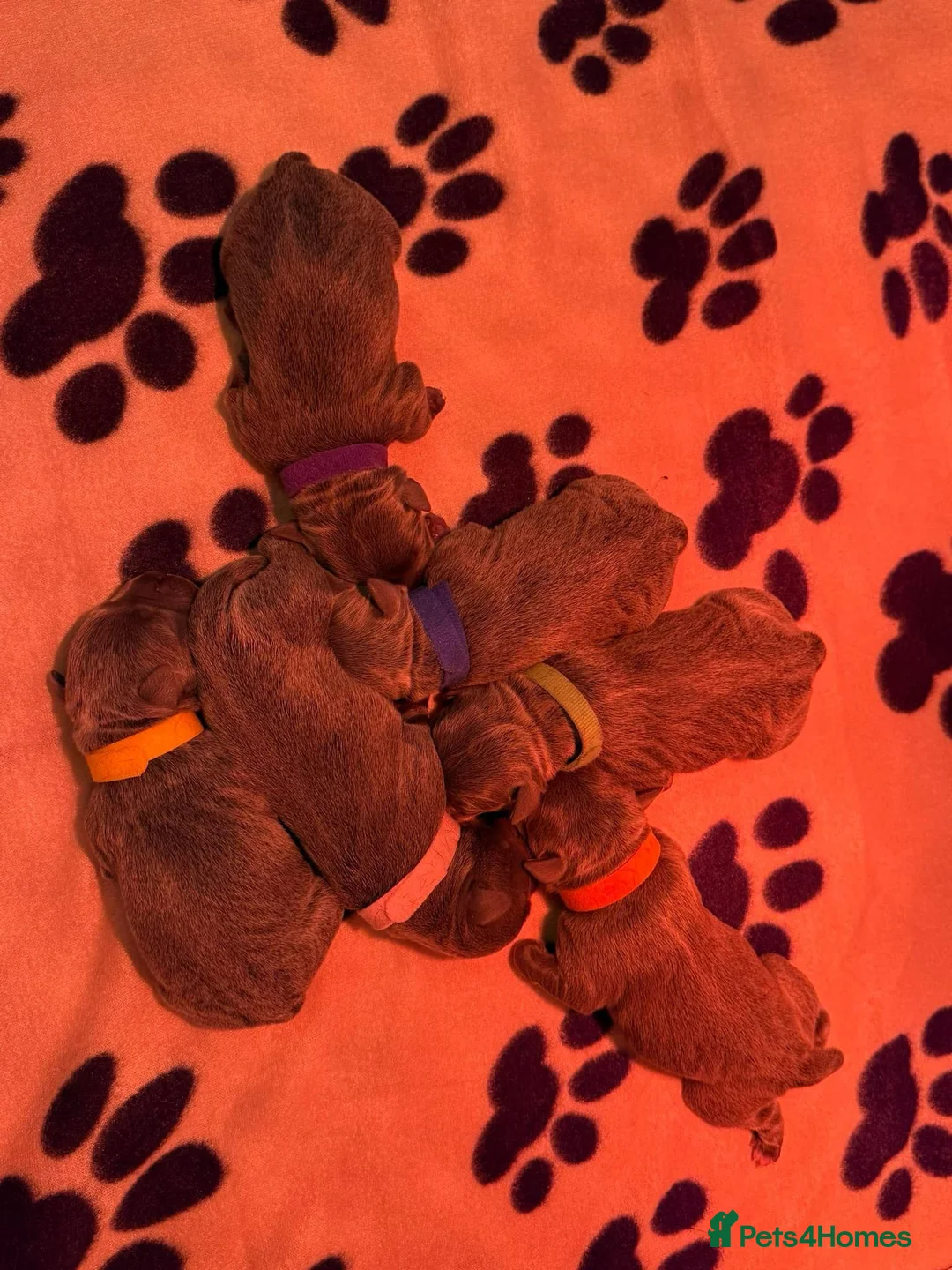 Staffordshire Bull Terrier dogs for stud: 🏆TROJANBULLS CHAMPION STAFFORD STUDS🏆 in Basingstoke - Advert 8