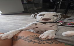 Dalmatian dogs for sale: 2 little boys left  in Banbury - Image 22