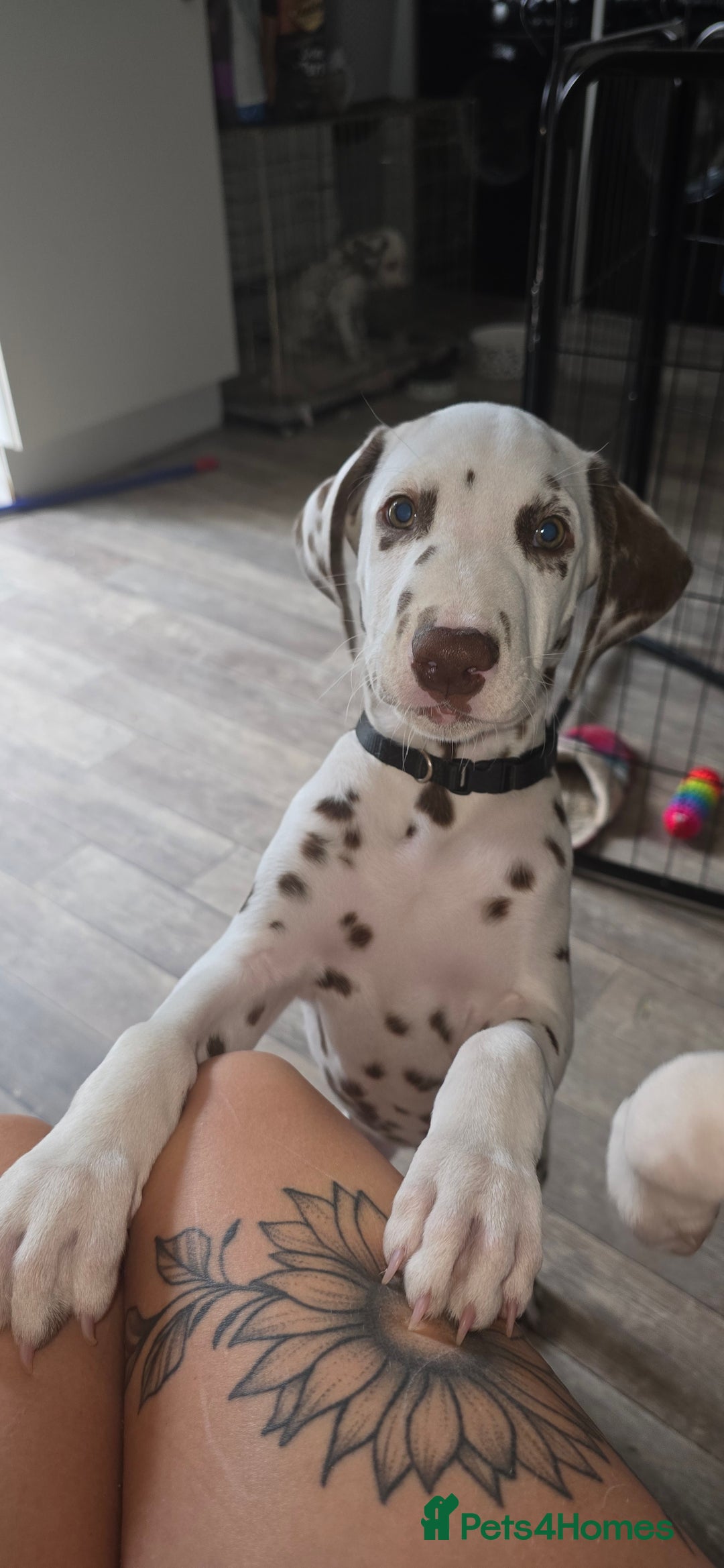 Dalmatian dogs for sale: 2 little boys left  in Banbury - Image 22