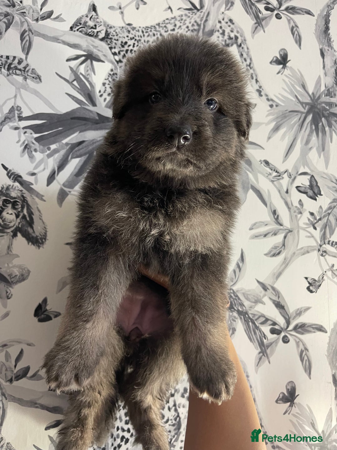 German Shepherd dogs for sale: German shepherd puppies  - Image 8
