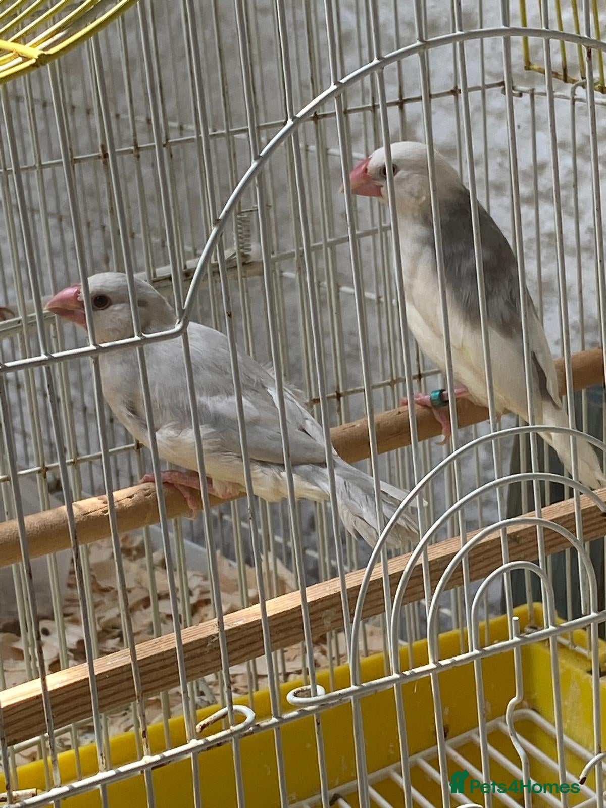 Finches birds Java sparrows  - Advert 7