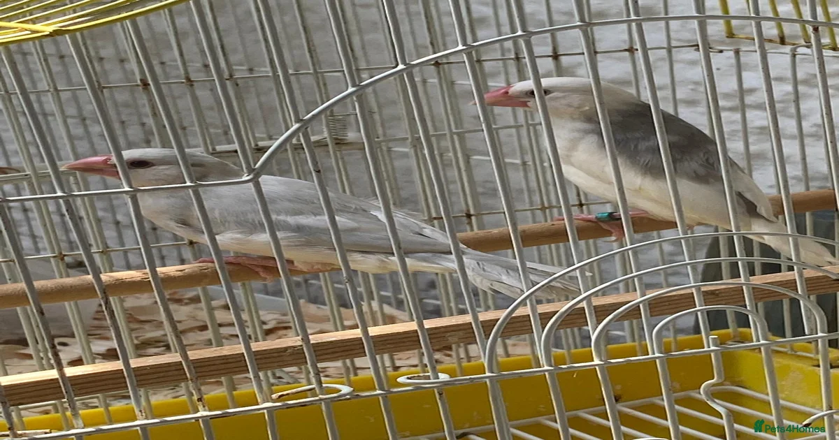 Birds for sale in Bodmin, Cornwall | Pets4Homes