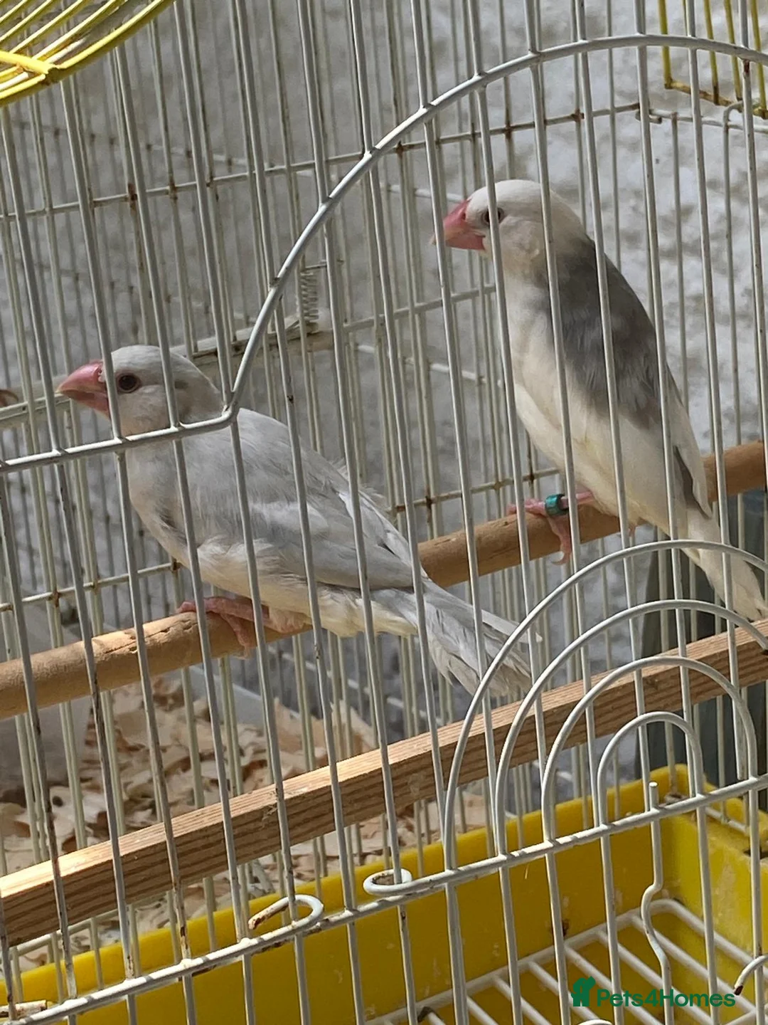 Finches birds for sale: Java sparrows  - Advert 1