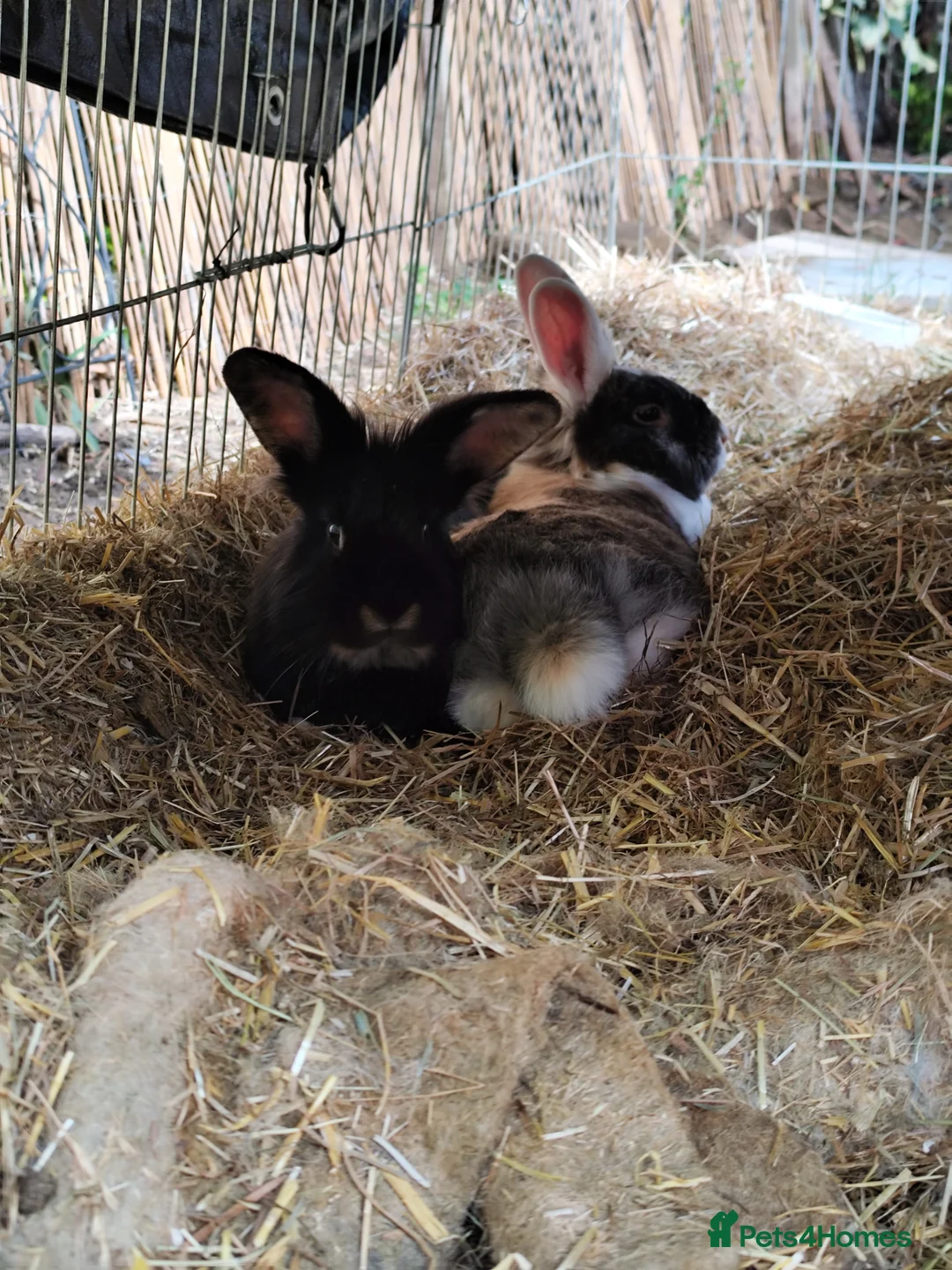 Mixed Breed rabbits for sale: Bunnies for adoption - Advert 2