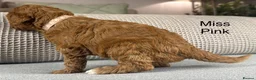 Double Doodle dogs for sale: A REALLY EXCITING MIX OF BREEDS. GORGEOUS!!! - Advert 26