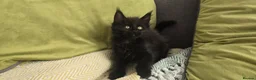 Maine Coon cats for sale: Maine coon kittens - Advert 31