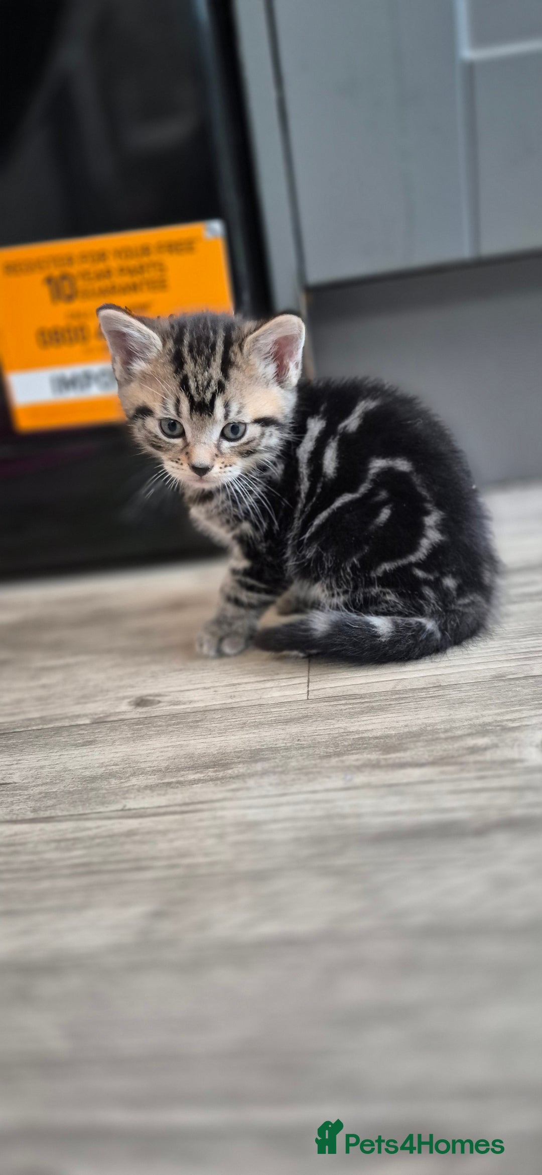 Mixed Breed cats for sale: Tabby/ginger kittens for sale  - Advert 3