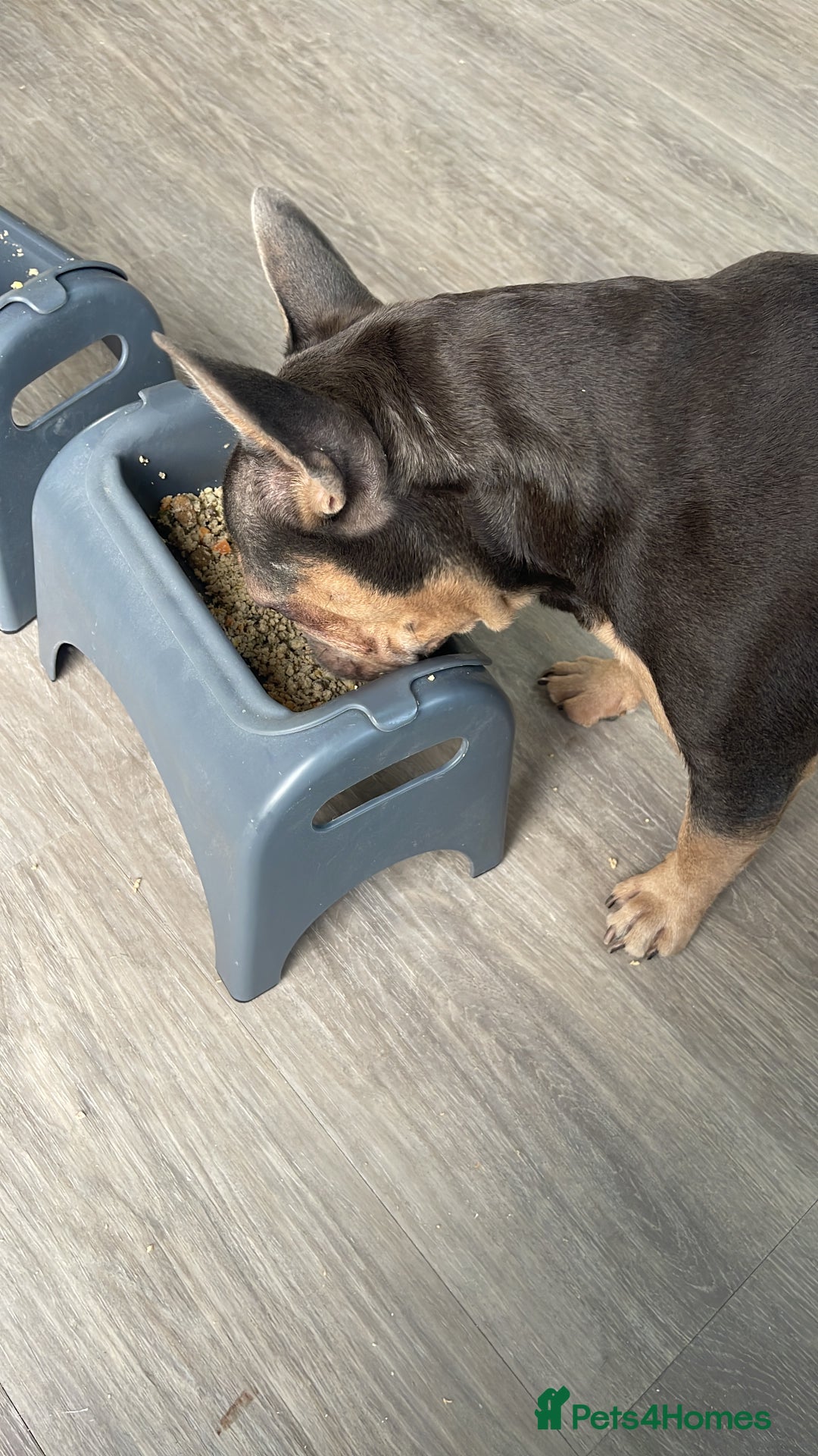 French Bulldog dogs for sale: Kallie  - Advert 17