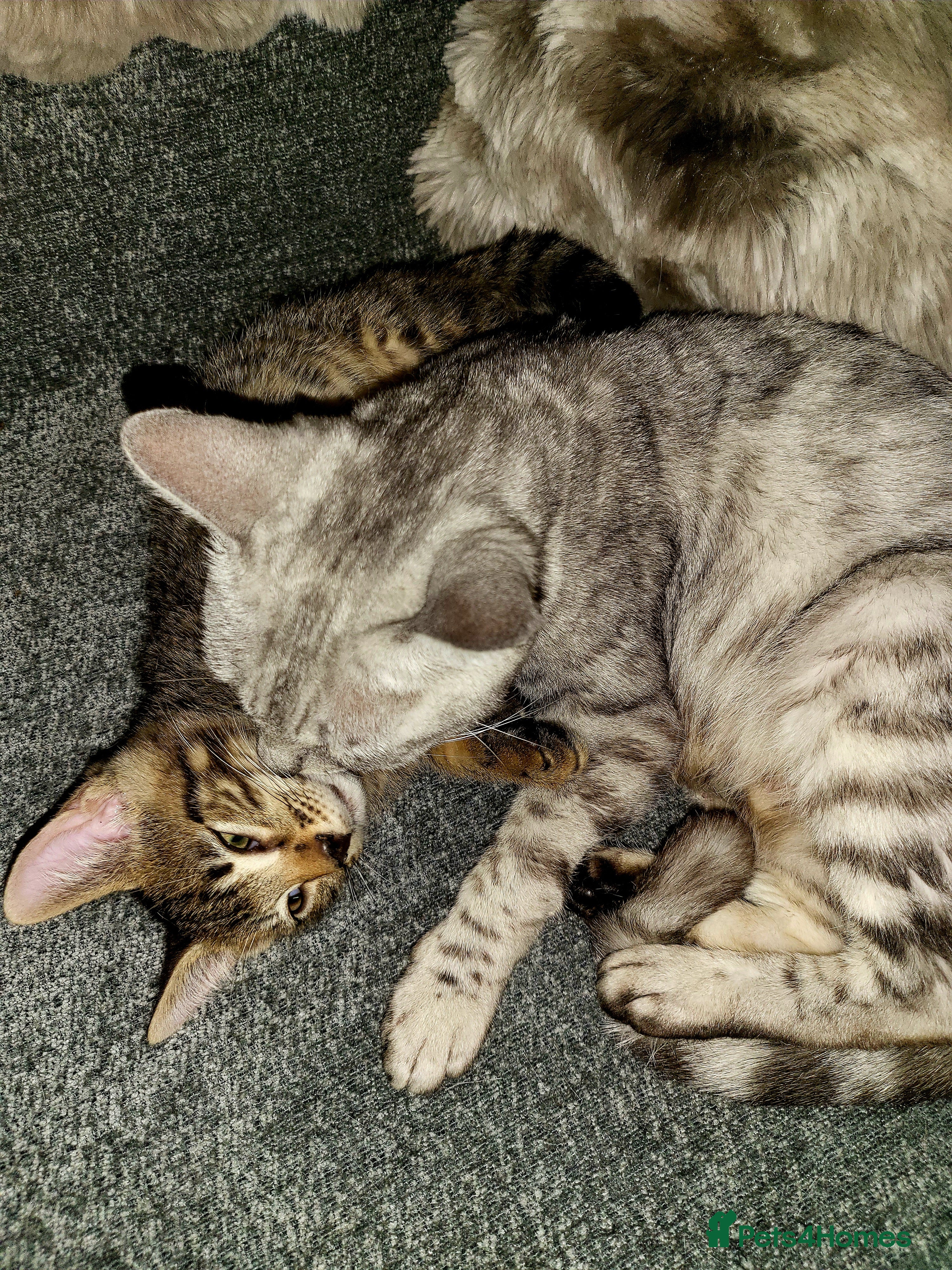 Bengal cats Bengal kittens - Advert 2