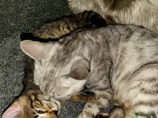 Bengal cats Bengal kittens - Advert 5