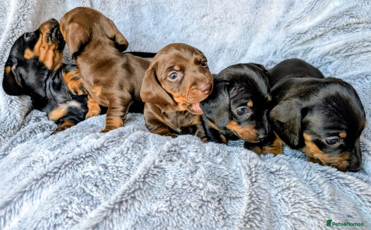 Miniature Dachshund dogs Genuine Miniature Dachshund Puppies -only two left - Advert 1
