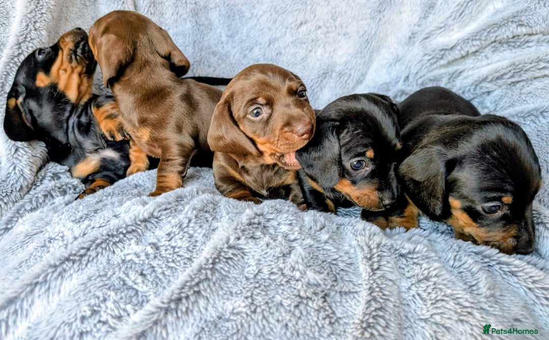 Miniature Dachshund dogs for sale: Genuine Short Haired Miniature Dachshund Puppies - Image 2