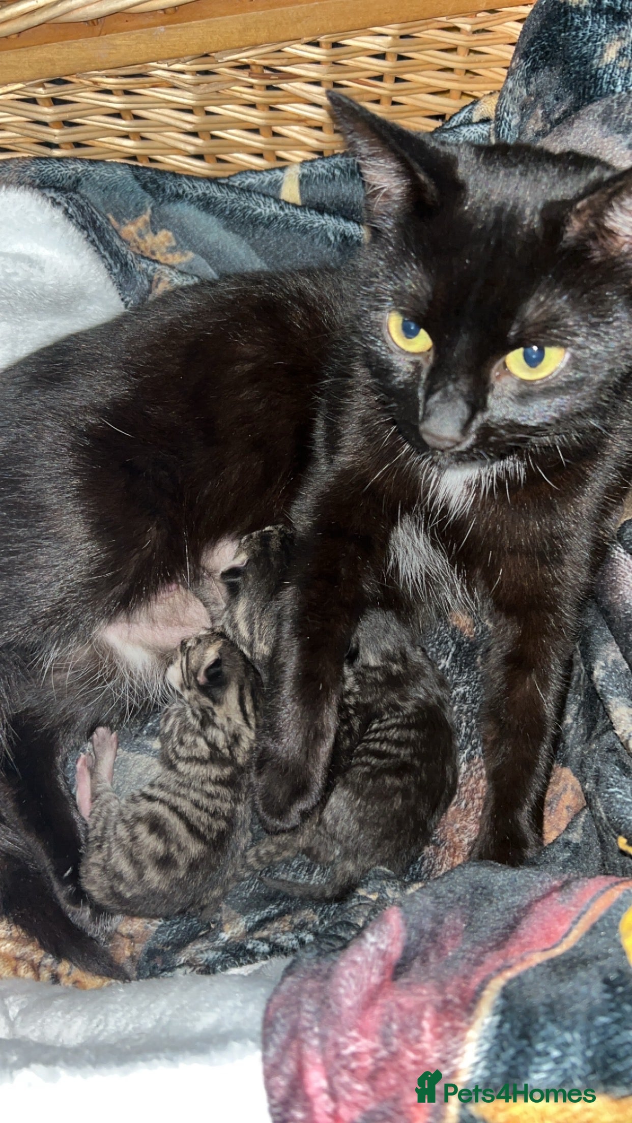 Mixed Breed cats 2 male kittens - Advert 2