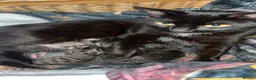 Mixed Breed cats for sale: 2 male kittens in Havant - Advert 1