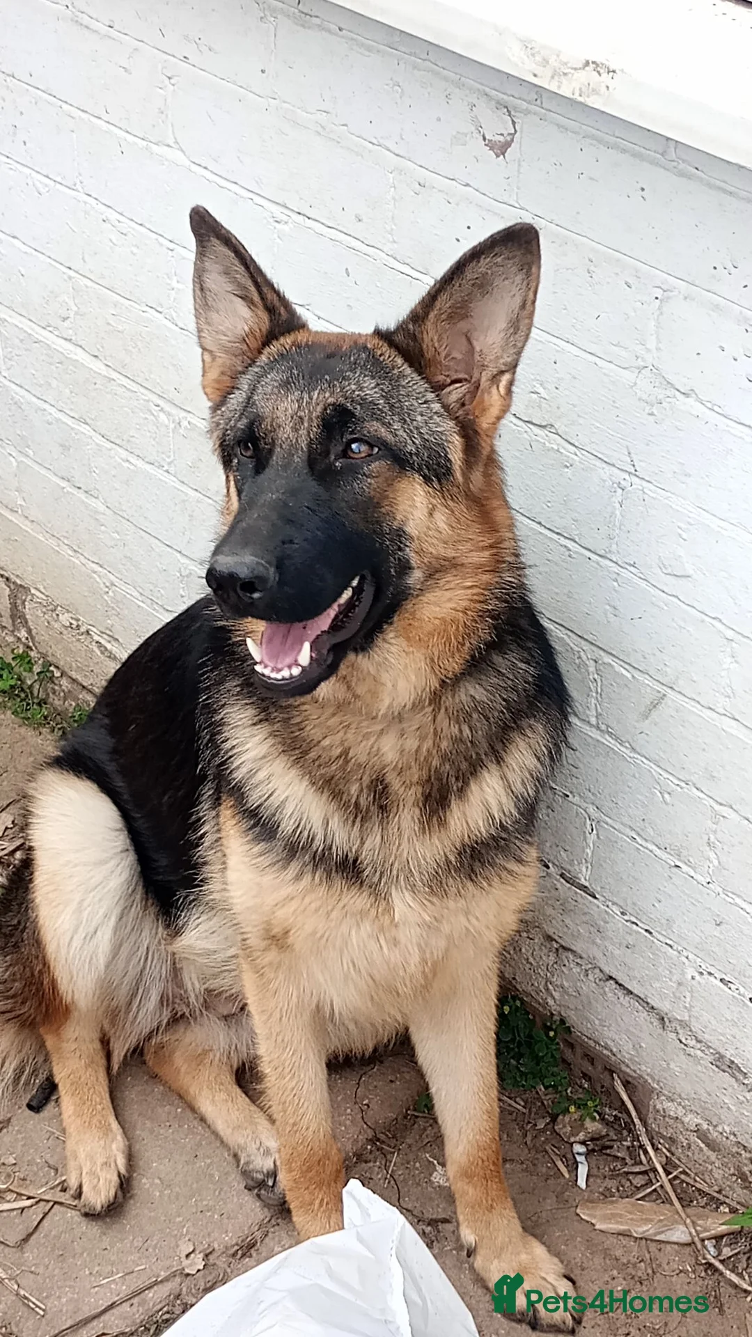 German Shepherd dogs for sale: 3 year old female German shepherd needs new home  - Advert 10