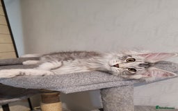 Maine Coon cats for sale: Tica registered maine coon kittens  in Ipswich - Image 6