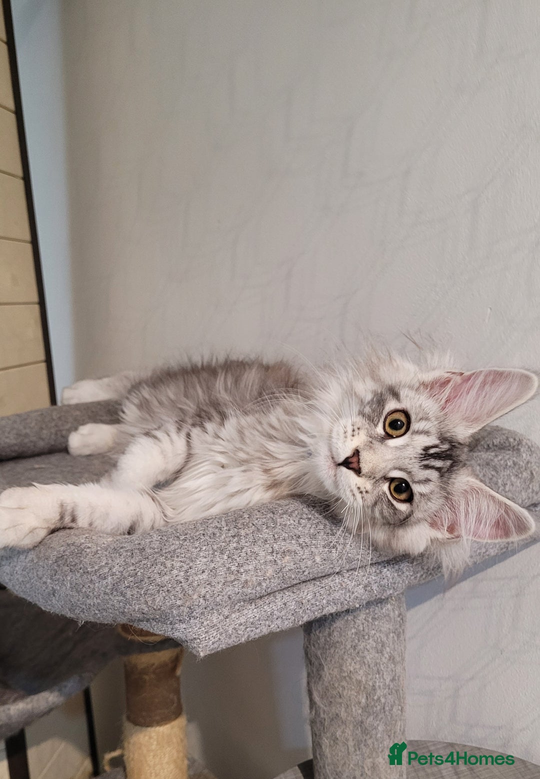 Maine Coon cats for sale: Tica registered maine coon kittens  in Ipswich - Image 6