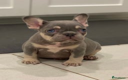 French Bulldog dogs for sale: Lilac and tan French bulldog  - Image 2