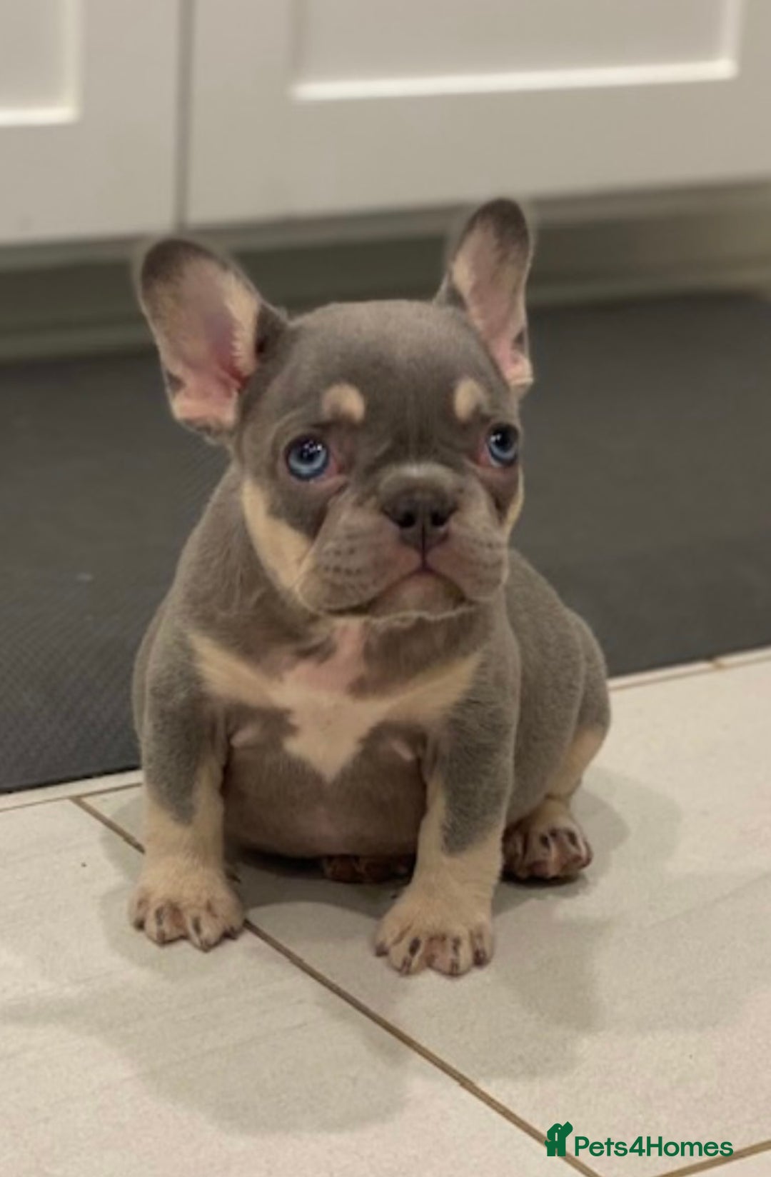 French Bulldog dogs for sale: Lilac and tan French bulldog  - Image 2